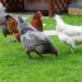 Est-il obligatoire de déclarer ses poules en mairie ?