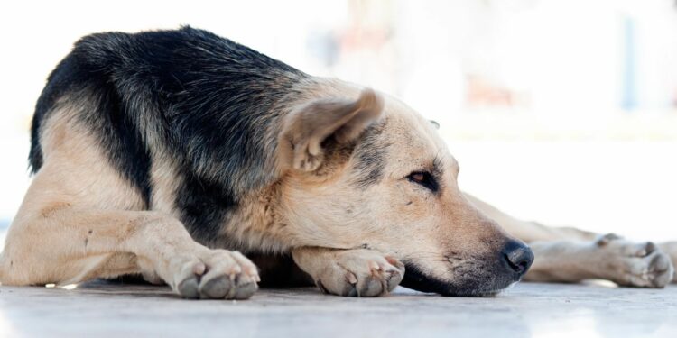 Est-il obligatoire de faire vacciner son chien ?