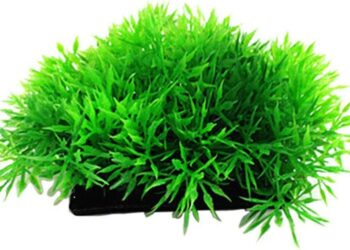 Est-il obligatoire de mettre des plantes dans un aquarium ?