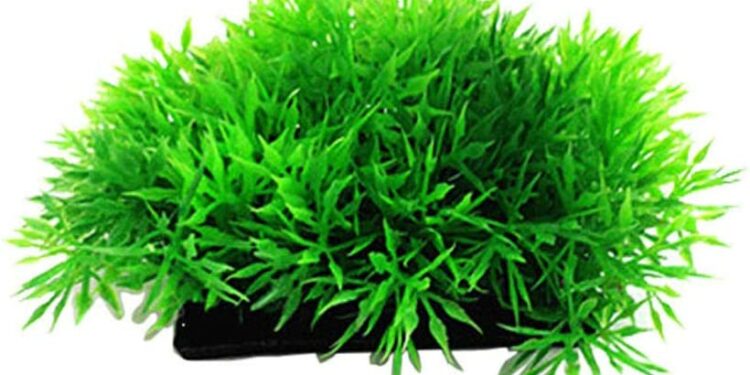 Est-il obligatoire de mettre des plantes dans un aquarium ?