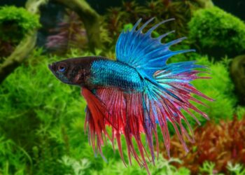 Est-il obligatoire de mettre un filtre dans un aquarium ?