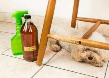 Est-il obligatoire de ramasser les crottes de son chien ?