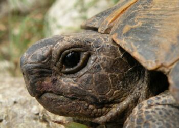 Est-il possible d'acheter une tortue ?