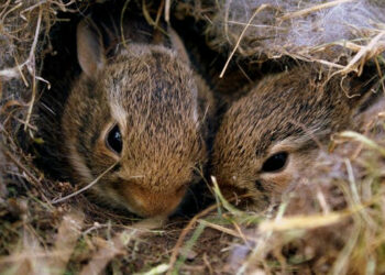 Est-il possible de dresser un lapin ?