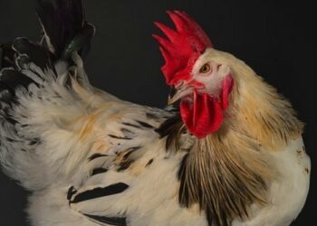 Est-il possible de dresser une poule ?