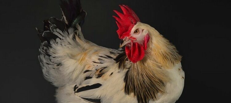 Est-il possible de dresser une poule ?