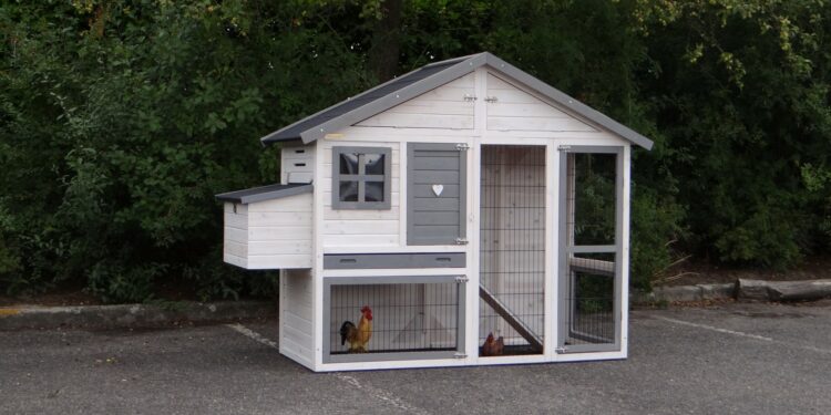 Fait-il une fenêtre dans un poulailler ?