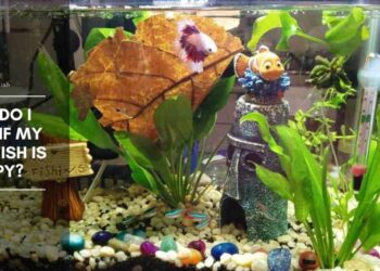 How can you tell if a fish is unhappy?