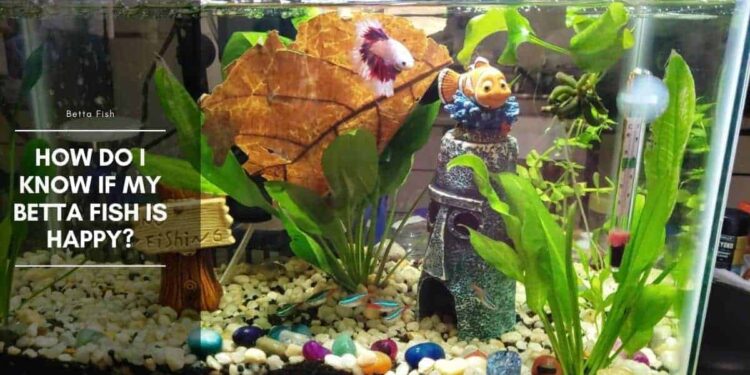 How can you tell if a fish is unhappy?