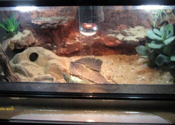 How do I make a lizard terrarium?