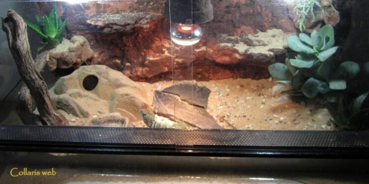 How do I make a lizard terrarium?