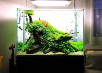 How do you Aquascape a 20 gallon tank?
