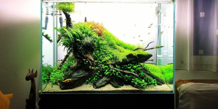 How do you Aquascape a 20 gallon tank?