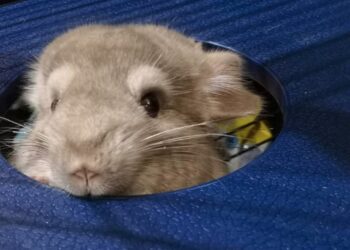 How do you get rid of chinchilla smell?