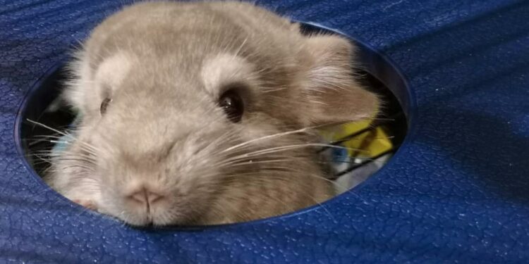 How do you get rid of chinchilla smell?