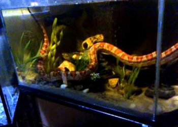 How do you introduce a snake to a new tank?