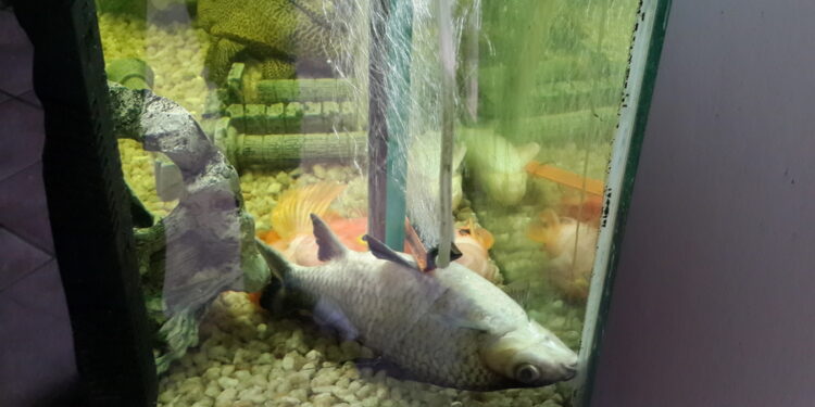 How do you kill a fish quickly?