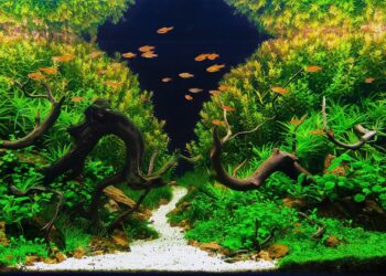 How do you start a planted tank for beginners?