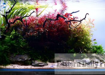 How long does an aquascape last?