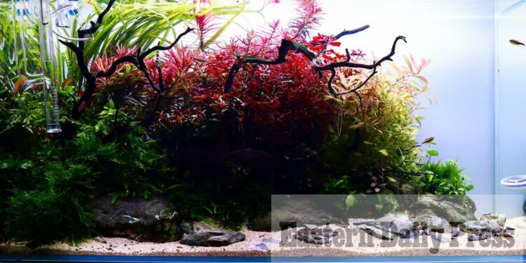 How long does an aquascape last?