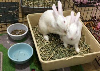 How many animals live in a house?