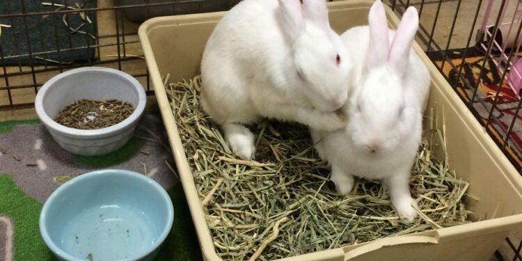 How many animals live in a house?