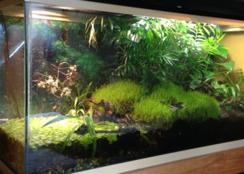 How much water can a terrarium hold?