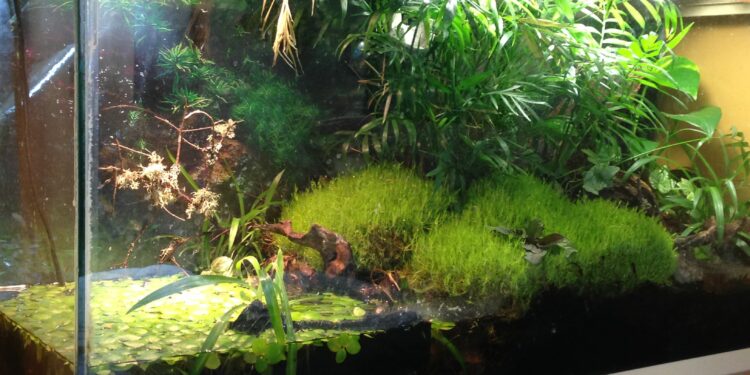 How much water can a terrarium hold?