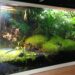 How much water can a terrarium hold?