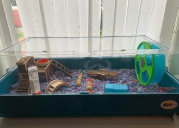 Is a fish tank good for a hamster?