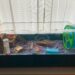 Is a fish tank good for a hamster?