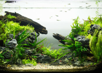 Is aquascaping considered art?