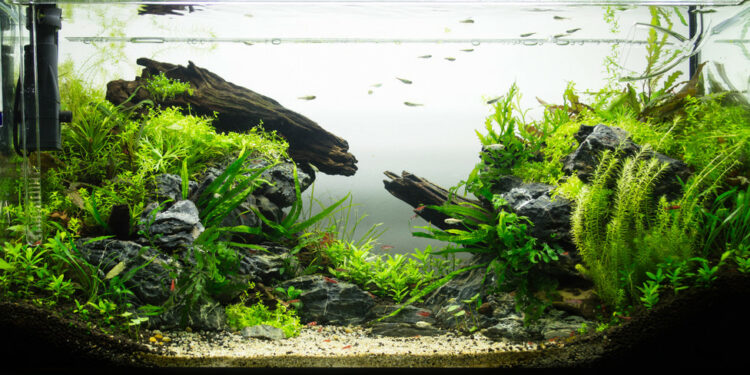 Is aquascaping considered art?