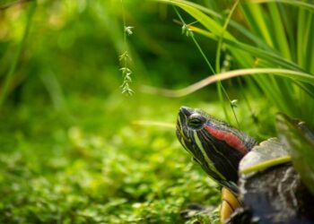 Ou abandonner sa tortue ?