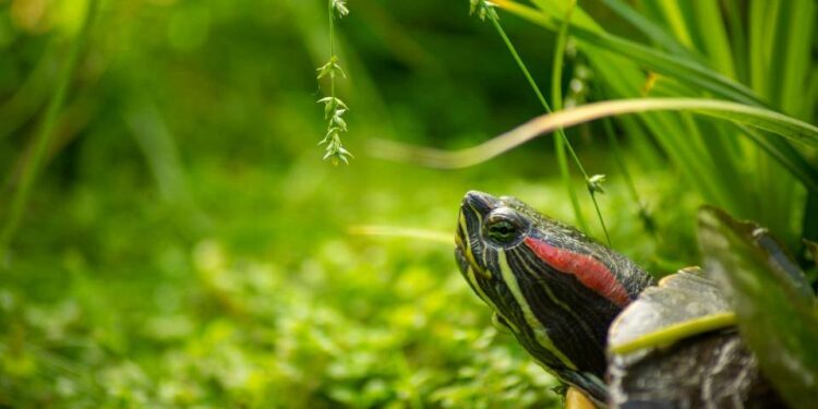 Ou abandonner sa tortue ?