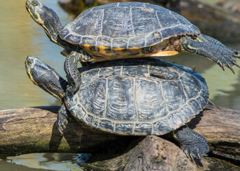 Ou abandonner sa tortue ?