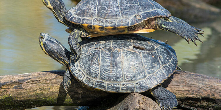 Ou abandonner sa tortue ?