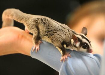 Ou abandonner son lapin ?