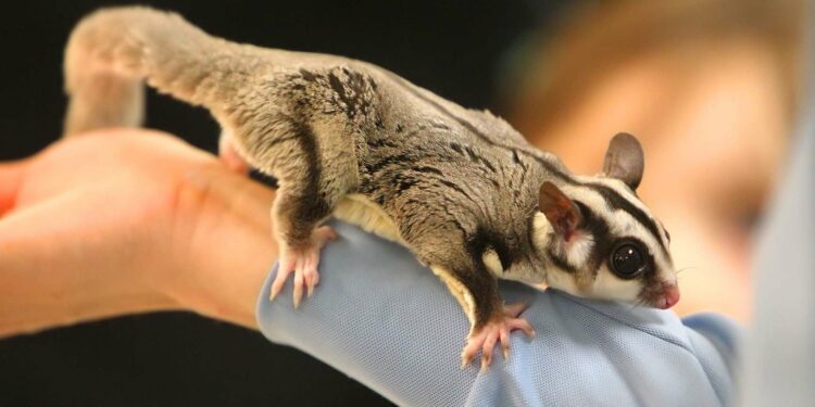 Ou abandonner son lapin ?