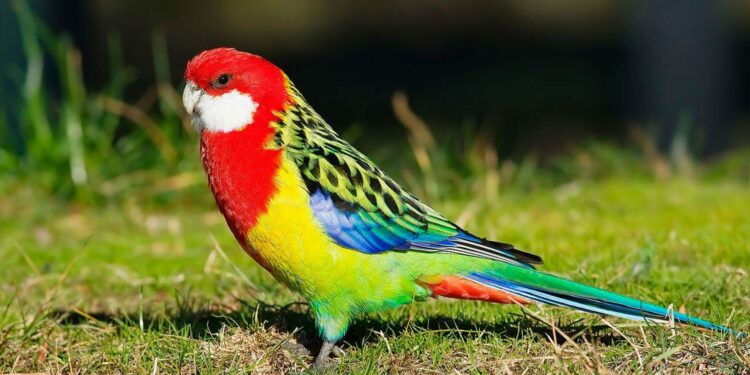 Où acheter bébé perruche ?