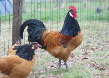 Où acheter des poules Sussex ?