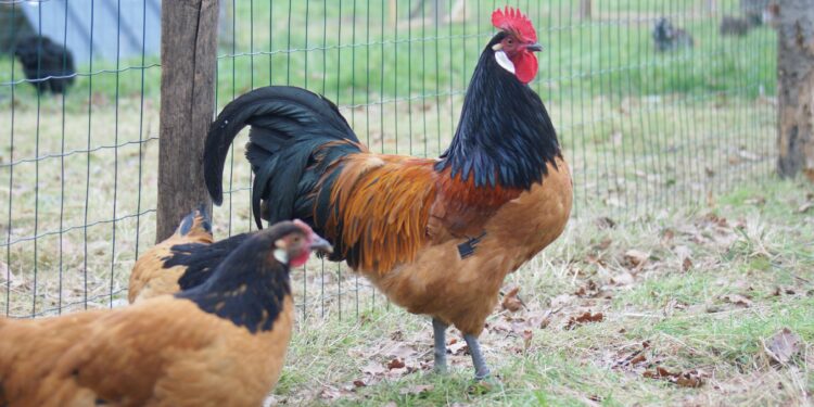 Où acheter des poules Sussex ?