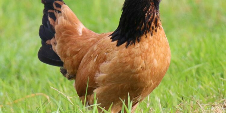 Où acheter des poules Sussex ?
