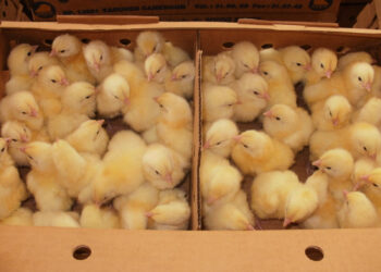 Où acheter des poussins d'un jour ?