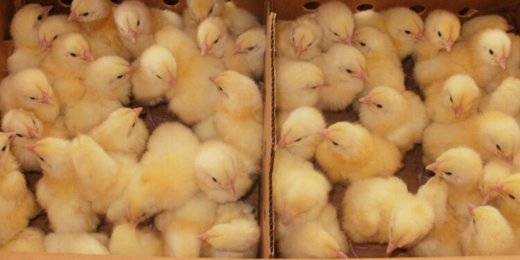 Où acheter des poussins d'un jour ?