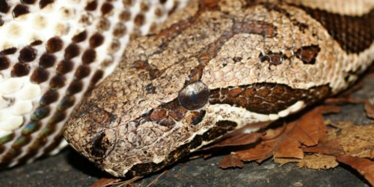 Où acheter des serpents venimeux ?