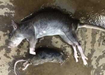 Où acheter ses rats ?