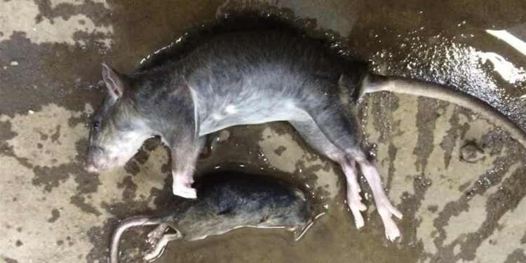 Où acheter ses rats ?