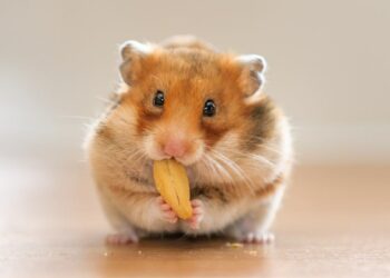 Où acheter un bébé hamster ?