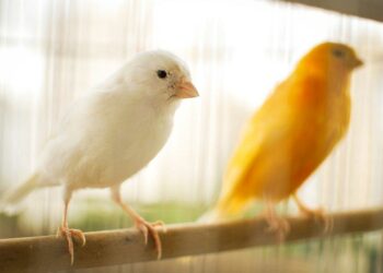 Où acheter un canari bleu ?